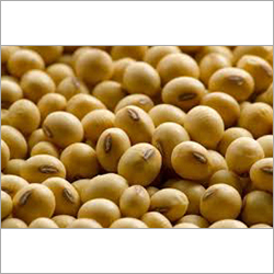 Yellow Soya Bean Seeds Yellow Soya Bean Seeds