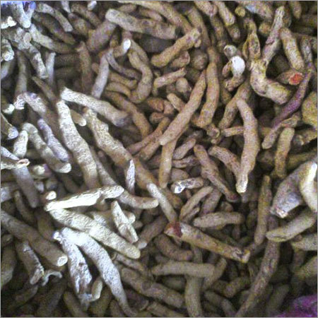 Turmeric Fingers Turmeric Fingers