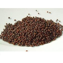 Black Mustard Seeds Black Mustard Seeds