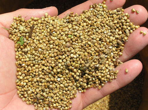 Raw Wheat Pearl Millet Raw Wheat Pearl Millet