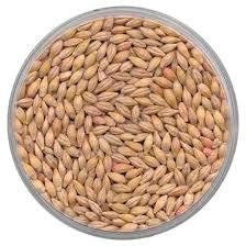 Barley Seeds Barley Seeds