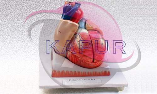 Human Heart Model Human Heart Model