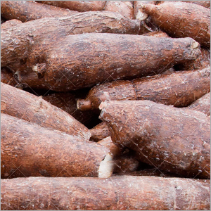 Cassava Roots Cassava Roots