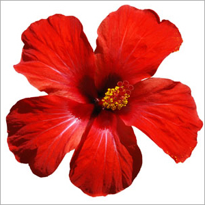Hibiscus Flower Hibiscus Flower