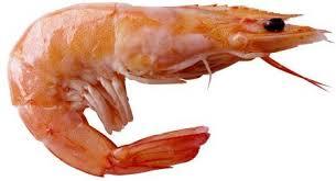 Indian Prawn Indian Prawn