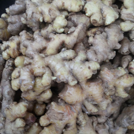 Fresh Ginger Fresh Ginger