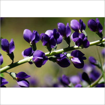 Indigo Flower Indigo Flower
