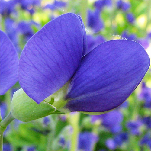 Baptisia False Blue Indigo Baptisia False Blue Indigo