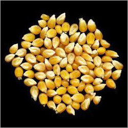 Corn Corn