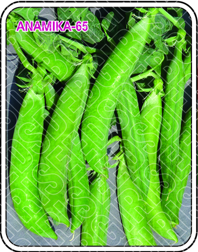 ANAMIKA - 65 ANAMIKA - 65
