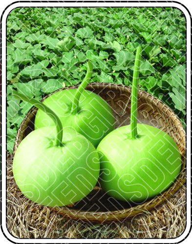 Green Globe Green Globe