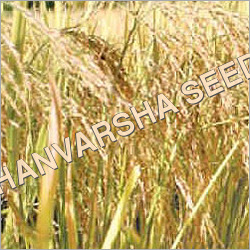 Paddy Seed Paddy Seed
