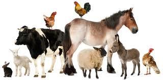 Pharma Veterinary Pcd in Chandigarh Pharma Veterinary Pcd in Chandigarh
