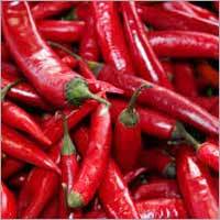 Red Chilli Red Chilli