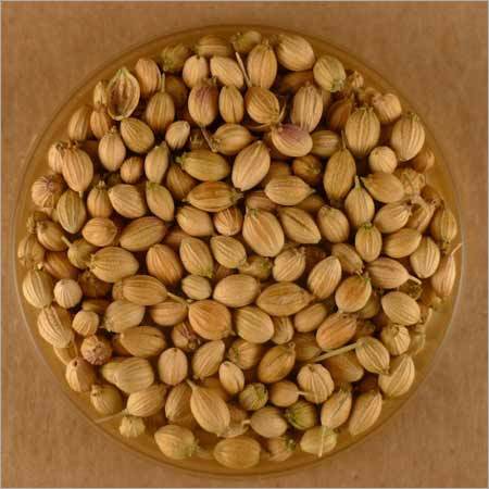 Fresh Coriander Seed Fresh Coriander Seed
