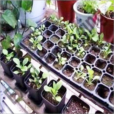 Tray Plantation Services Tray Plantation Services
