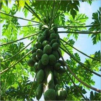 Papaya Plants Services Papaya Plants Services