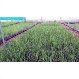Sugarcane Plants Sugarcane Plants