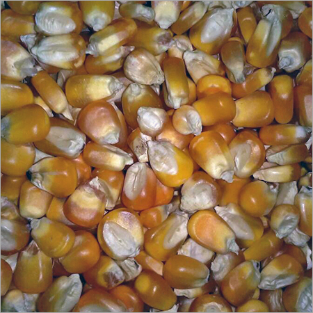 Organic Yellow Corn Organic Yellow Corn