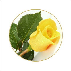 Yellow Roses Yellow Roses