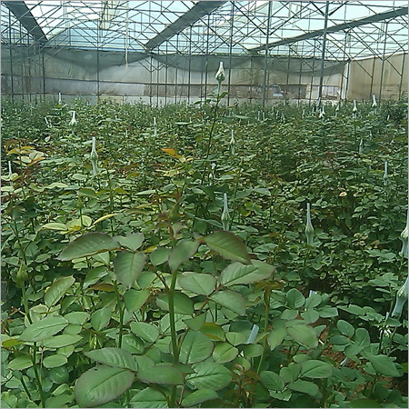 Red Rose Plants Red Rose Plants