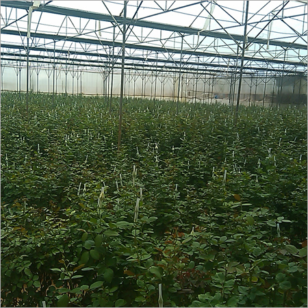 Hybrid Rose Plants Hybrid Rose Plants