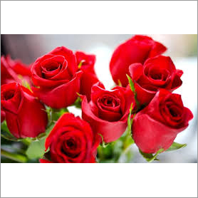 Fresh Red Roses Fresh Red Roses
