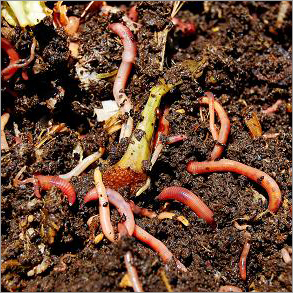 Vermicasting Worms Vermicasting Worms