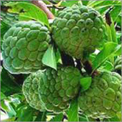 Custard Apple Custard Apple