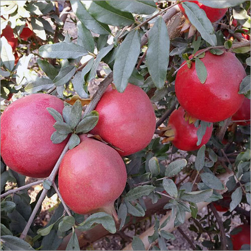 Pomegranate Fruit Pomegranate Fruit