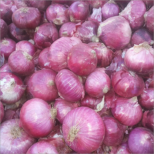 Fresh Onions Fresh Onions