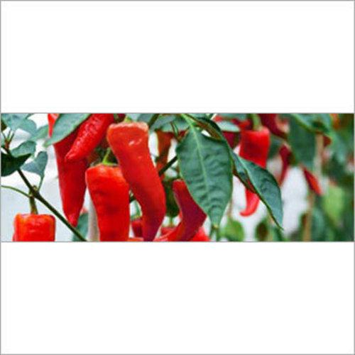 Red Paprika Red Paprika
