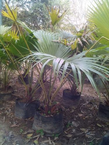 Chinese Fan Palm Chinese Fan Palm