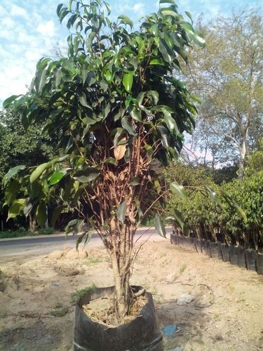 Ficus Plant Ficus Plant