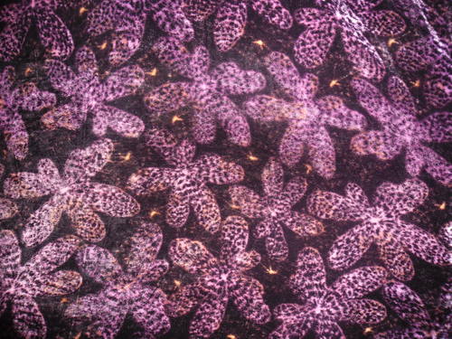 Colored Velvet Textile Material Colored Velvet Textile Material