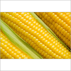 Yellow Corn Yellow Corn