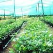 crop covers crop covers