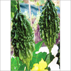 Bittergourd F1 Hybrid Super Nano Bittergourd F1 Hybrid Super Nano