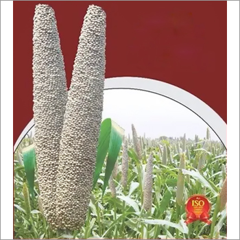 Bajra Bajra