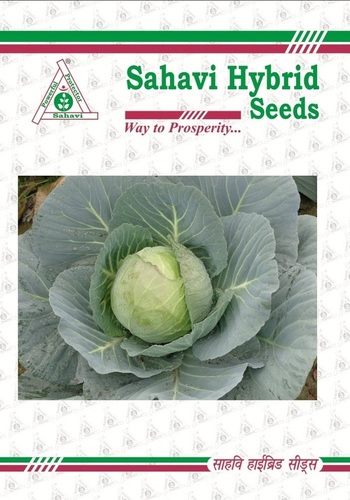 Cabbage F1 Venus-65 Cabbage F1 Venus-65