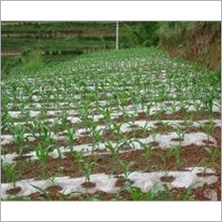 Agricultural Mulch Film Agricultural Mulch Film