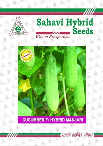 Cucumber F1 Hybrid Manjari Cucumber F1 Hybrid Manjari