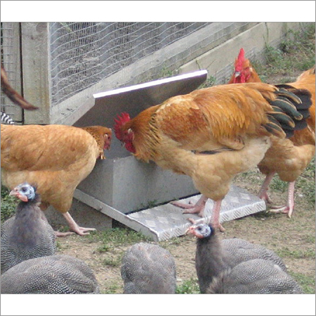 Poultry Chicken Feeder Poultry Chicken Feeder