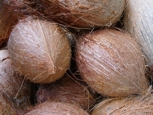 Indian Fresh Coconut Indian Fresh Coconut