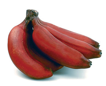Red Banana Red Banana