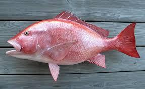 ROTE SNAPPER ROTE SNAPPER
