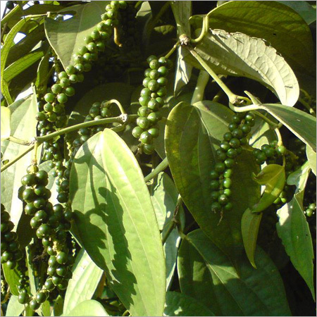 Black Pepper Plant Black Pepper Plant