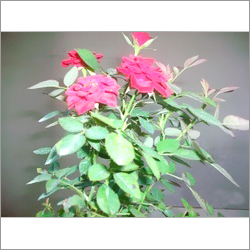 China Rose China Rose