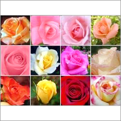 Roses Roses