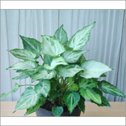 Syngonium Syngonium